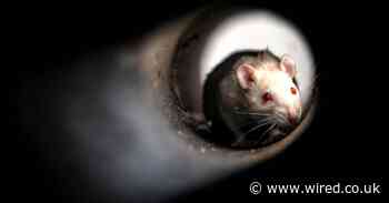 Your office has been taken over by an army of mutant rats