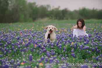 Bluebonnets forever: These are the stunning shots Houston-area folks snapped in 2021 - KPRC Click2Houston