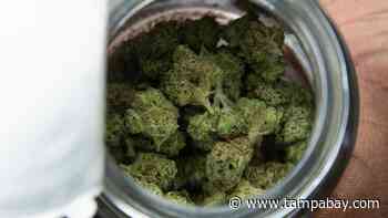 Controversial Florida medical marijuana bill ‘effectively dead’ - Tampa Bay Times