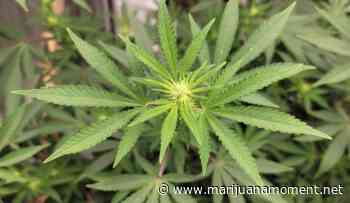 Top North Carolina GOP Senator Notes Strong Medical Marijuana Support As Reform Bills Are Filed - Marijuana Moment