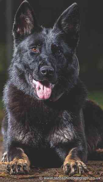 Dog thefts: Police say fears not supported by Lancashire stats