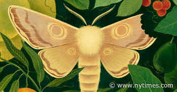 A Magic-Filled Island Where Life’s Struggles Rage