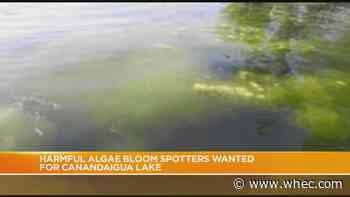 Harmful algae bloom spotters wanted for Canandaigua Lake