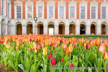 Tulips burst into bloom at Hampton Court festival