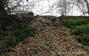 Boer dumpt vier ton peren langs spoorweg in Borgloon
