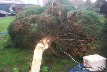 Gemeente Kalmthout zamelt (voor het eerst) zelf kerstbomen in - Gazet van Antwerpen