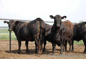 Keeping the first calf heifers on Track