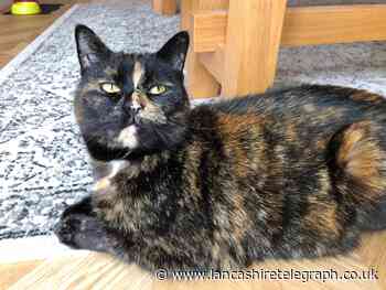 Cat rescued from 'extremely cruel' glue trap in Accrington