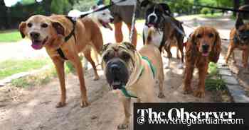 Press play for Petflix: boom in gadgets for pandemic puppies as owners return to work - The Guardian