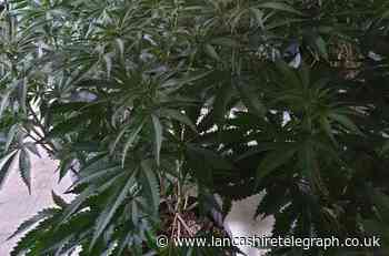 Police find more cannabis at Church cannabis home
