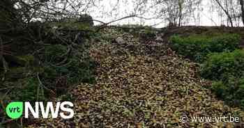 Perenboer dumpt 4 ton peren langs spoorwegbedding in Borgloon - VRT NWS