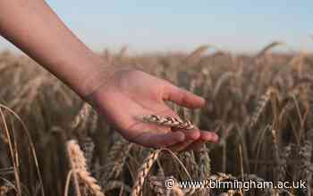 Researchers raise alarm over stalled adoption of biotechnology to improve food security - University of Birmingham