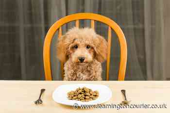 Best dog food UK 2021: from raw, wet, to dry dog food, puppy to senior food, grain free and hypoallergenic - Leamington Courier