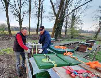 Honderdduizenden Noord-Limburgse bijen bestuiven Haspengouw... (Bocholt) - Het Belang van Limburg