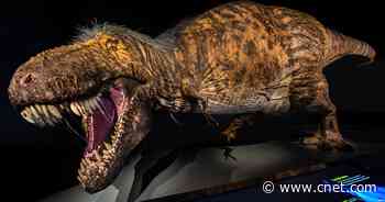 Big boneyard find suggests Tyrannosaurs roamed the Earth in terrifying packs     - CNET