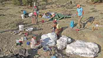 Mass fossil site may prove tyrannosaurs lived in packs