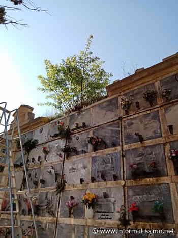 Putignano – Cimitero abbandonato all’incuria: i cittadini: «Defunti due volte…» - Putignano Informatissimo