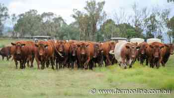 Registered cattle numbers take surprising rise