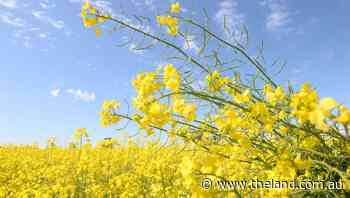 High prices and good soil moisture could spur a "gold rush" for oilseed crop