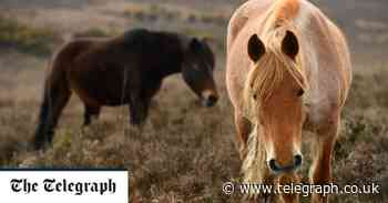 'Cash for ponies' crackdown launched by government to prevent New Forest from being overrun - Telegraph.co.uk