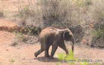 Wild elephant chased back into the safety of the forest - The Hindu