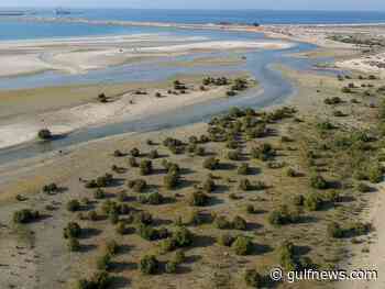 Look: A stunning new mangrove forest in Dubai - Gulf News