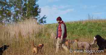 There's now a cabin and forest retreat just for dogs near Toronto - blogTO