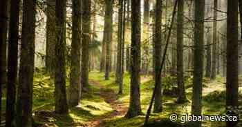 Alberta must retract Forest Act before it becomes law: Treaty 8 grand chief - Global News