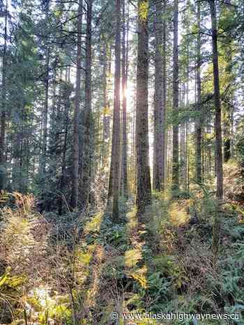 BC's forest industry brings economic activity to Peace - Alaska Highway News