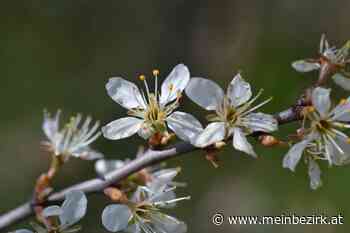 Natur im Garten: Frühlingstag in meinem Garten - Neunkirchen - meinbezirk.at
