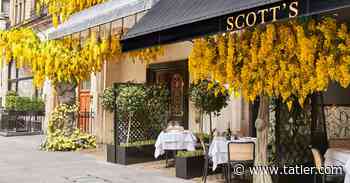 Scott's, Mayfair – Restaurant Review - Seafood, Fish - Tatler