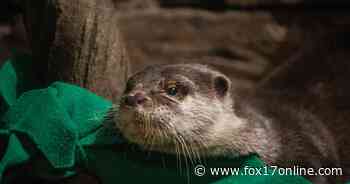 Otters at Georgia Aquarium test positive for coronavirus - Fox17