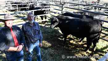 Reiland Angus bulls top at $22,000 (twice)