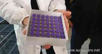 Vaccinazione anti-Coronavirus: 200mila dosi in provincia di Modena - SulPanaro
