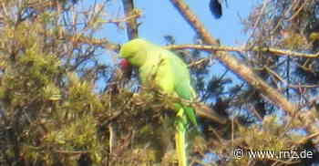 Hirschberg: Die Halsbandsittiche sind in Großsachsen unterwegs - Rhein-Neckar Zeitung