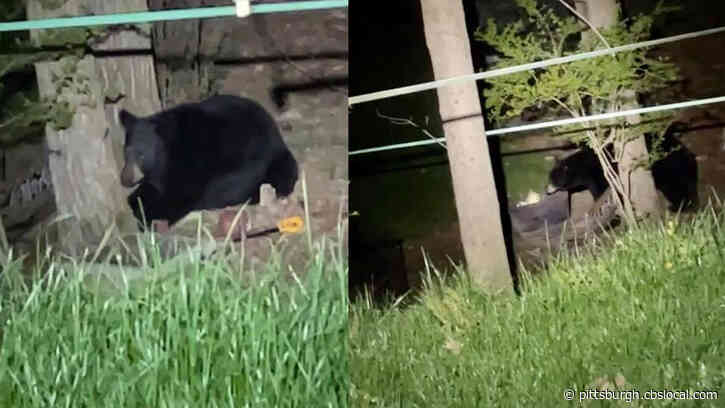 Police: Two Black Bears Killed Chickens, Destroyed Chicken Coop In Bell Acres Borough