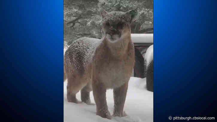 WATCH: British Woman Gets Video Of Mountain Lion Right Outside Home In Colorado