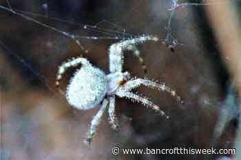 Time, energy, and money | Bancroft this Week - Bancroft This Week