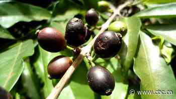 Scientists rediscover lost coffee species suited to a warmer climate