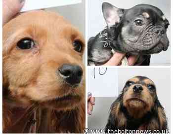 Bolton: Photos of stolen dogs from around Britain released by Suffolk Police