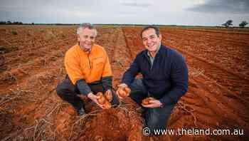 Smith's celebrates 90 years of Aussie spuds