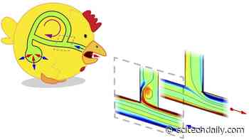 How Do Birds Breathe Better? Researchers’ Loopy Discovery