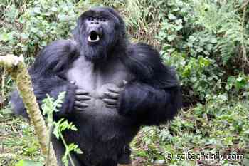 Mountain Gorillas May Use Chest Beats To Communicate Information About Themselves