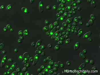 Science Made Simple: What Are Biofuels?