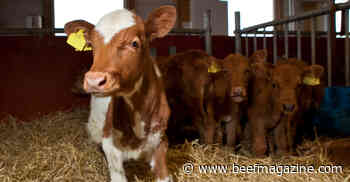 Adding calf value begins at working chute