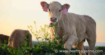 Fight back those invading species in your pastures