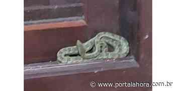 Cobra é localizada dentro de uma residência em Imbituba; serpente foi encontrada em uma janela ao lado da cama do morador - Portal AHora