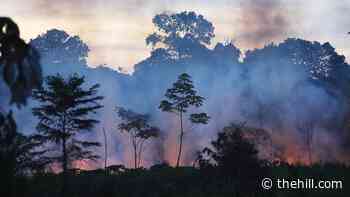 Brazil wants U.S. to pay not to raze Amazon