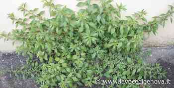 Al via la lotta contro l’erba parietaria su tutto il territorio del Comune di Genova - LaVoceDiGenova.it