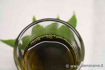 Erba legale, un ansiolitico naturale! - Siena News